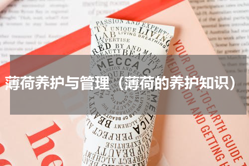 薄荷养护与管理（薄荷的养护知识）