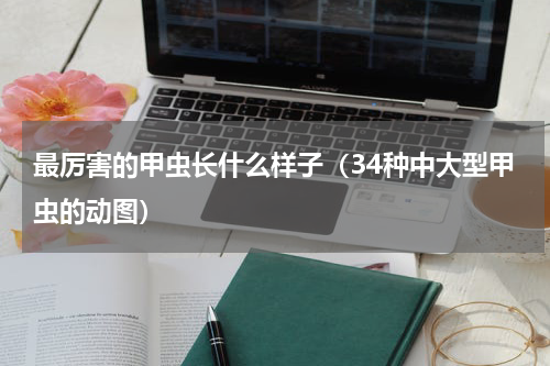 最厉害的甲虫长什么样子（34种中大型甲虫的动图）