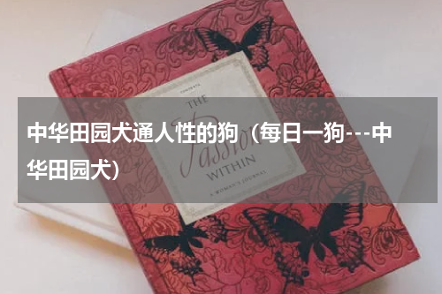 中华田园犬通人性的狗（每日一狗---中华田园犬）