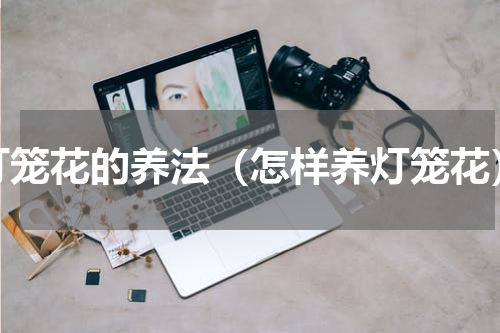 灯笼花的养法（怎样养灯笼花）