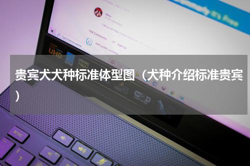 贵宾犬犬种标准体型图（犬种介绍标准贵宾）