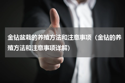 金钻盆栽的养殖方法和注意事项（金钻的养殖方法和注意事项详解）