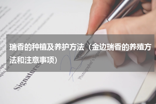 瑞香的种植及养护方法（金边瑞香的养殖方法和注意事项）