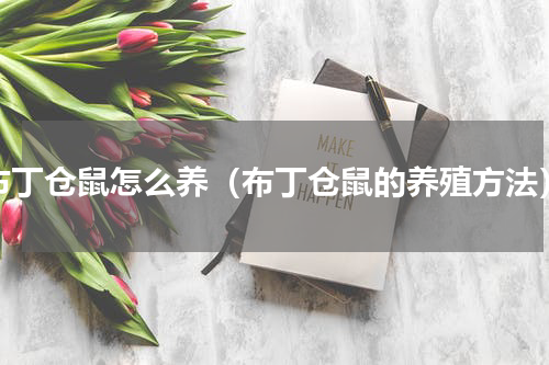 布丁仓鼠怎么养（布丁仓鼠的养殖方法）