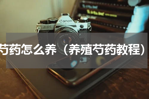 芍药怎么养（养殖芍药教程）
