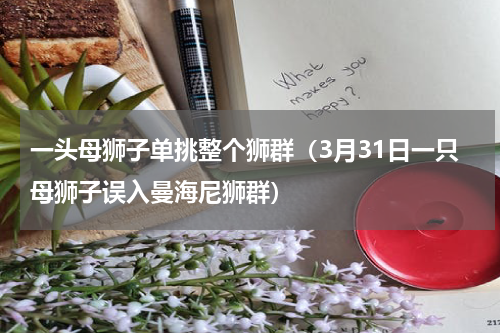 一头母狮子单挑整个狮群（3月31日一只母狮子误入曼海尼狮群）
