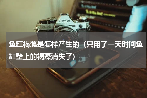 鱼缸褐藻是怎样产生的（只用了一天时间鱼缸壁上的褐藻消失了）