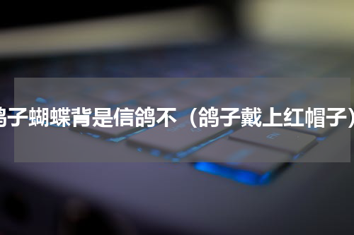 鸽子蝴蝶背是信鸽不（鸽子戴上红帽子）