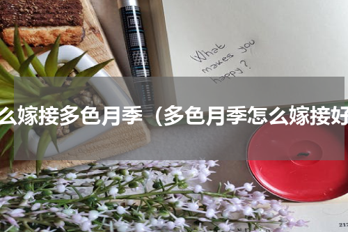 怎么嫁接多色月季（多色月季怎么嫁接好）