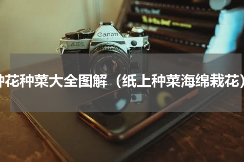 种花种菜大全图解（纸上种菜海绵栽花）