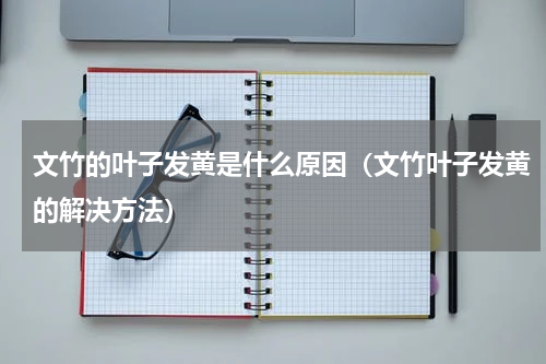 文竹的叶子发黄是什么原因（文竹叶子发黄的解决方法）