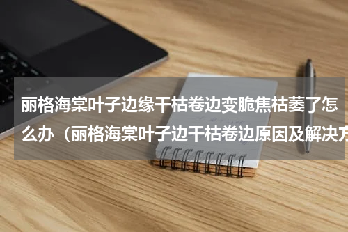丽格海棠叶子边缘干枯卷边变脆焦枯萎了怎么办（丽格海棠叶子边干枯卷边原因及解决方法）
