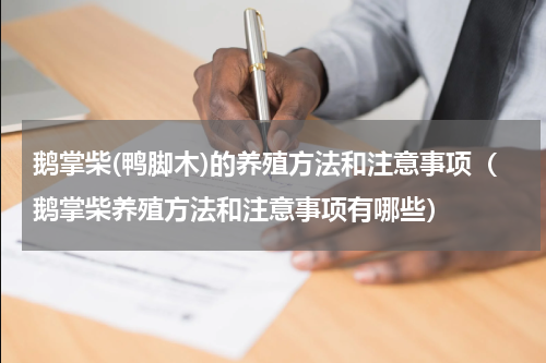 鹅掌柴(鸭脚木)的养殖方法和注意事项（鹅掌柴养殖方法和注意事项有哪些）