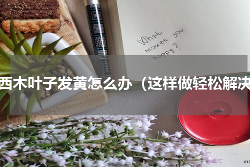 巴西木叶子发黄怎么办（这样做轻松解决）