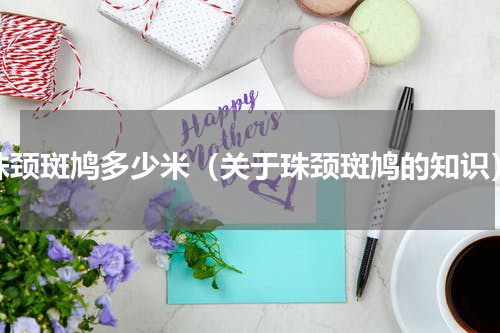 珠颈斑鸠多少米（关于珠颈斑鸠的知识）