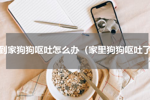 刚到家狗狗呕吐怎么办（家里狗狗呕吐了）