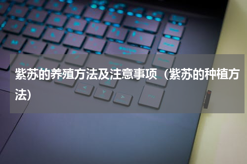 紫苏的养殖方法及注意事项（紫苏的种植方法）