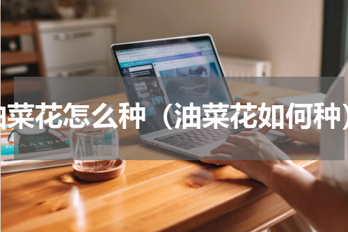 油菜花怎么种（油菜花如何种）