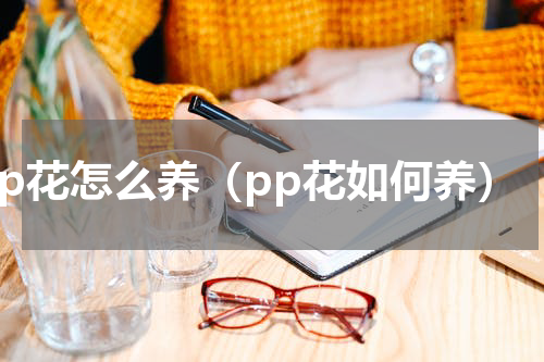 pp花怎么养（pp花如何养）