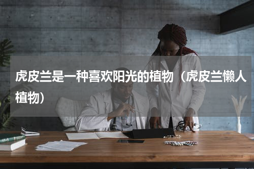 虎皮兰是一种喜欢阳光的植物（虎皮兰懒人植物）