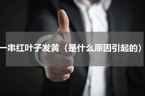 一串红叶子发黄（是什么原因引起的）