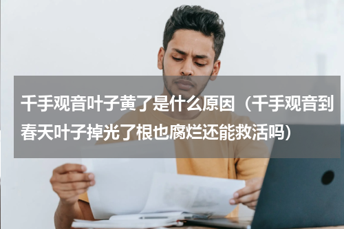 千手观音叶子黄了是什么原因（千手观音到春天叶子掉光了根也腐烂还能救活吗）