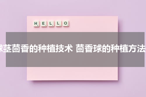 球茎茴香的种植技术 茴香球的种植方法