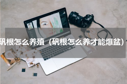 矾根怎么养殖（矾根怎么养才能爆盆）