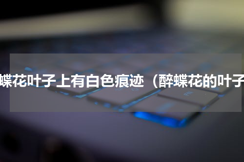 醉蝶花叶子上有白色痕迹（醉蝶花的叶子）