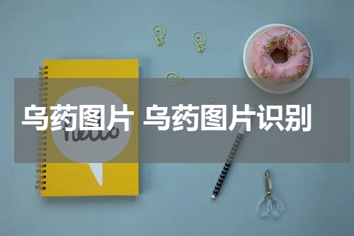 乌药图片 乌药图片识别