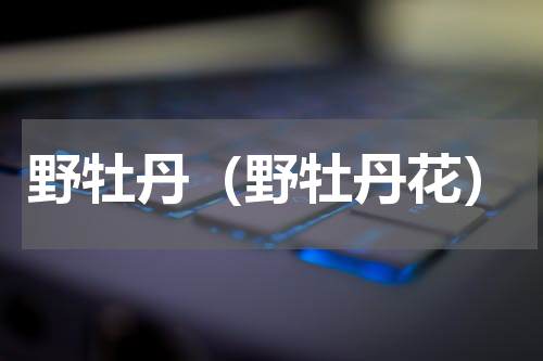 野牡丹（野牡丹花）