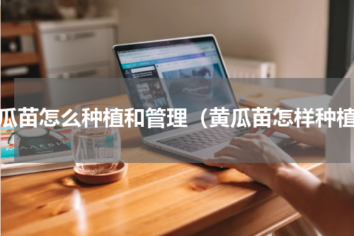 黄瓜苗怎么种植和管理（黄瓜苗怎样种植）