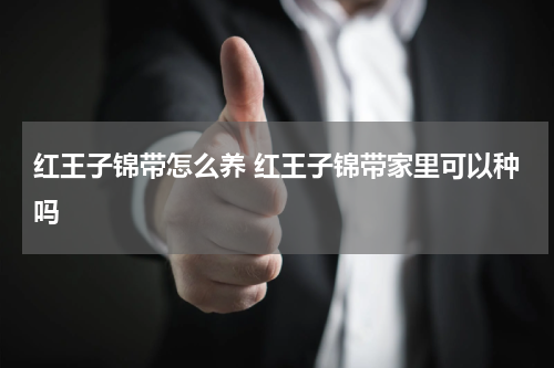 红王子锦带怎么养 红王子锦带家里可以种吗