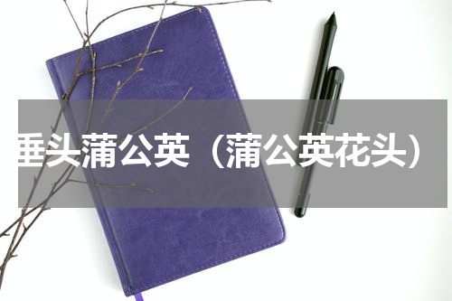 垂头蒲公英（蒲公英花头）