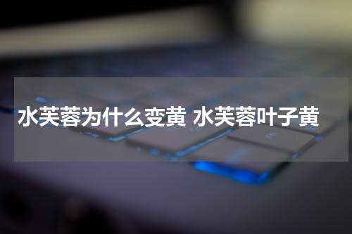 水芙蓉为什么变黄 水芙蓉叶子黄