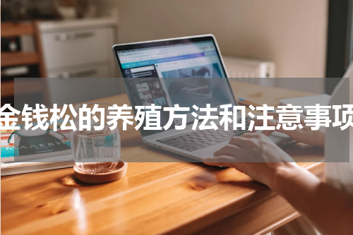 金钱松的养殖方法和注意事项