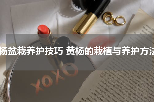 黄杨盆栽养护技巧 黄杨的栽植与养护方法
