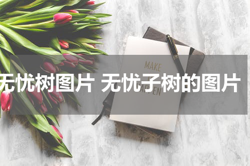 无忧树图片 无忧子树的图片