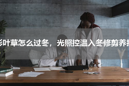 彩叶草怎么过冬，光照控温入冬修剪养护