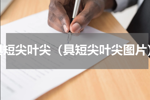 具短尖叶尖（具短尖叶尖图片）
