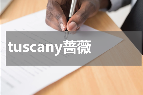 tuscany蔷薇
