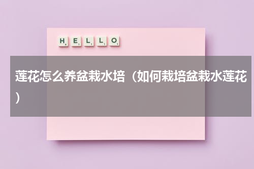 莲花怎么养盆栽水培（如何栽培盆栽水莲花）