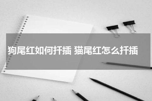 狗尾红如何扦插 猫尾红怎么扦插