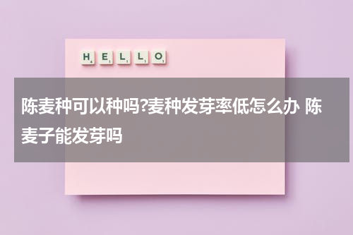 陈麦种可以种吗?麦种发芽率低怎么办 陈麦子能发芽吗