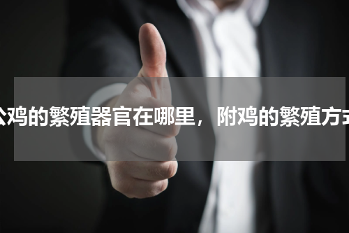 公鸡的繁殖器官在哪里，附鸡的繁殖方式
