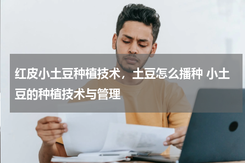 红皮小土豆种植技术，土豆怎么播种 小土豆的种植技术与管理