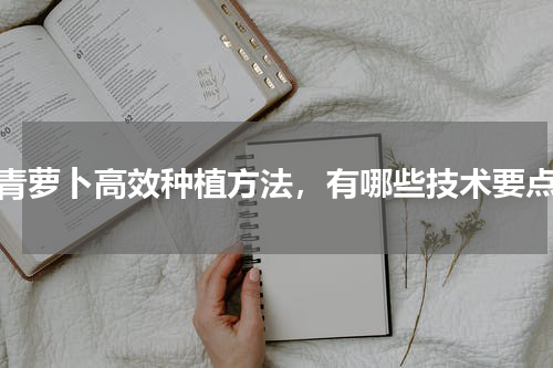 青萝卜高效种植方法，有哪些技术要点