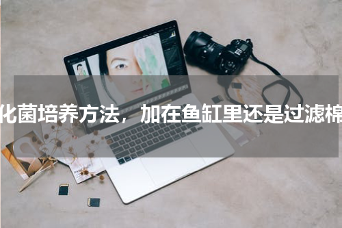硝化菌培养方法，加在鱼缸里还是过滤棉上