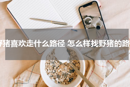 野猪喜欢走什么路径 怎么样找野猪的路