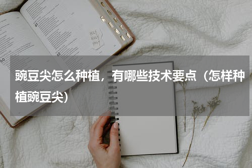 豌豆尖怎么种植，有哪些技术要点（怎样种植豌豆尖）